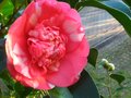 vignette Camellia japonica Elegans gros plan au 26 12 11
