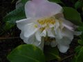 vignette Camellia Scentuous première fleur parfumée au 22 12 11