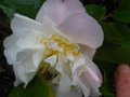 vignette Camellia Scentuous très parfumé gros plan au 22 12 11