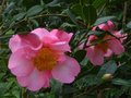 vignette Camellia williamsii Mary Phoebe Taylor premires fleurs au 29 12 11