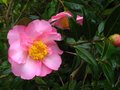 vignette Camellia williamsii Mary Phoebe Taylor et ses très grandes fleurs au 28 12 11