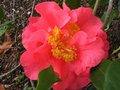 vignette Camellia Francie L première fleur au 28 12 11
