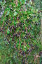 vignette Luma apiculata