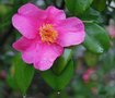 vignette Camellia sasanqua 'Reg Ragland'   (USA 1952)