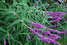 vignette Salvia leucantha 'Purple Velvet'