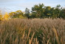 vignette Miscanthus