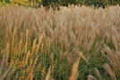 vignette Miscanthus