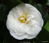 vignette Camlia ' LE LYS ' camellia japonica