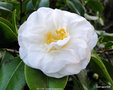 vignette Camlia ' LE LYS ' camellia japonica