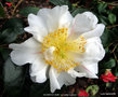 vignette Camlia ' SCENTED SUN ' camellia hybride