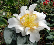 vignette Camlia ' SCENTED SUN ' camellia hybride
