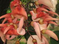 vignette Erythrina rose