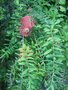 vignette Melaleuca hypericifolia - Melaleuca  feuille d'Hypericum