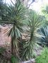 vignette Yucca ... variegata