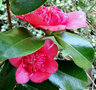 vignette Camlia ' ANEMONIFLORA ( WARATAH) ' camellia japonica ?