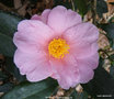 vignette Camlia ' MAGALI ' camellia japonica, parfum