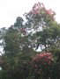 vignette Eucalyptus ficifolia - Eucalyptus rose