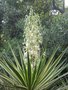 vignette Yucca variegata, floraison