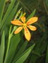 vignette Belamcanda chinensis = Iris domestica