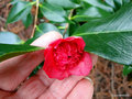 vignette Camlia ' ANEMONIFLORA ( WARATAH) ' camellia japonica ?