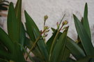 vignette dendrobium petites fleurs