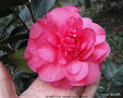 vignette Camlia ' WILBER FOSS ' camellia hybride williamsii
