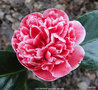 vignette Camlia ' VOLUNTEER ' camellia japonica