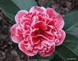 vignette Camlia ' VOLUNTEER ' camellia japonica