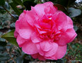 vignette Camlia ' WILBER FOSS ' camellia hybride williamsii