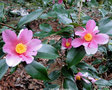 vignette Camlia ' YUME ' camellia hybride , parfum