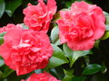 vignette Camellia 'Crimson glory'