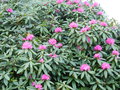 vignette Rhododendron (varit ? )