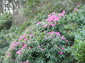 vignette Rhododendron ( varit ? )
