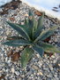 vignette Agave ssp. protoamericana