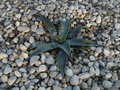 vignette Agave palmeri