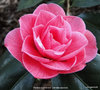 vignette Camlia ' Paolina Guichardini ' camellia japonica;