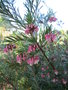vignette grevillea rosmarinifolia