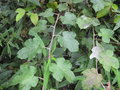 vignette Rubus sp