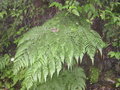 vignette Peranema cyatheoides