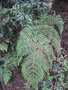 vignette Peranema cyatheoides