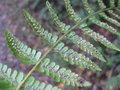 vignette Peranema cyatheoides