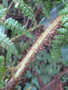 vignette Peranema cyatheoides