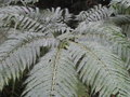 vignette Pteris wallichiana