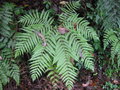 vignette Pteris wallichiana