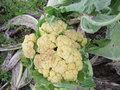 vignette chou-fleur chitoun, bractation ou apparition de bractes, jeunes feuilles, dans la pomme blanche