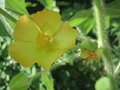 vignette Abutilon grandifolium