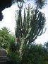 vignette Euphorbia ingens