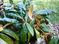 vignette Rhododendron bureavii