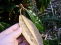 vignette Rhododendron bureavii