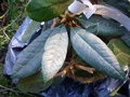 vignette Rhododendron bureavioides